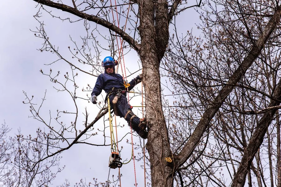 Tree Service