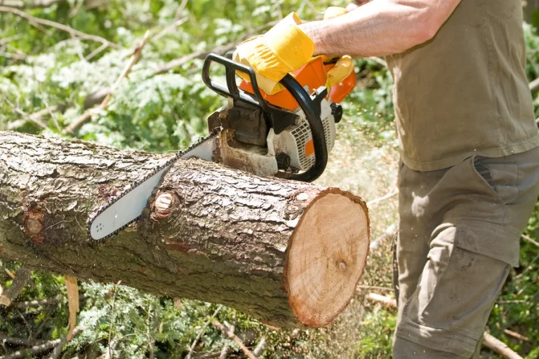 How to Choose the Best Tree Service Company in Metairie, LA
