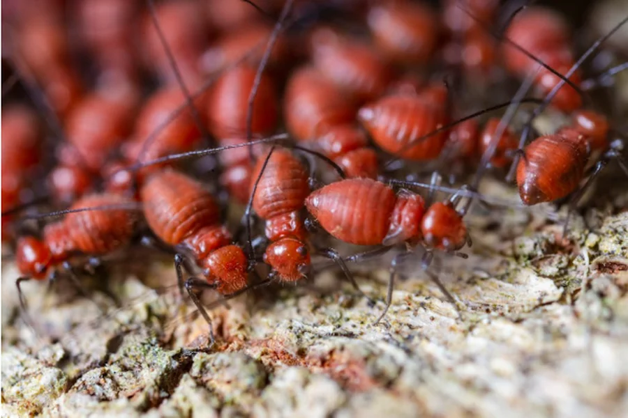 Termite Inspection